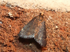 Loxostegopsis merrickalis