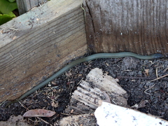 Lycodonomorphus inornatus