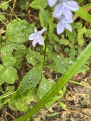Lobelia amoena