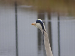 Ardea cinerea cinerea