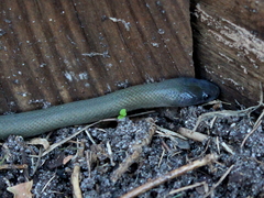 Lycodonomorphus inornatus