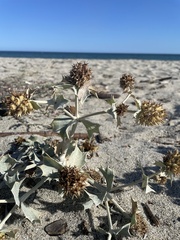 Eryngium maritimum