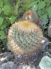 Mammillaria