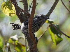 Thamnophilus doliatus