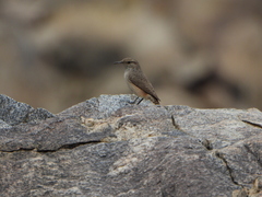 Salpinctes obsoletus