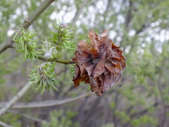 Rabdophaga rosaria