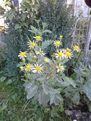 Jacobaea