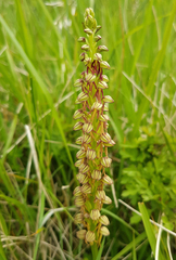 Orchis anthropophora