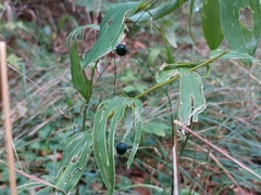 Polygonatum odoratum