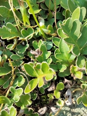 Pleopeltis polypodioides