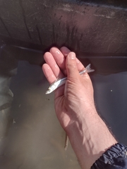 Odontesthes perugiae