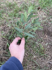 Apocynum androsaemifolium