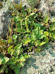 Pleopeltis polypodioides