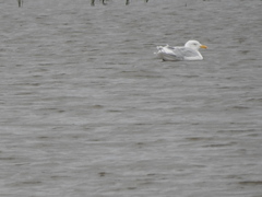 Larus argentatus × hyperboreus