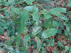 Polygonatum odoratum