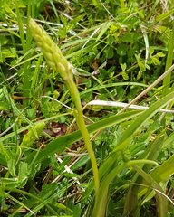 Anacamptis pyramidalis