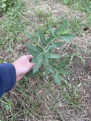 Apocynum androsaemifolium