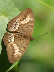Tanaecia trigerta