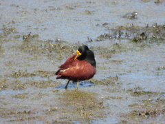 Jacana spinosa