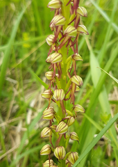 Orchis anthropophora