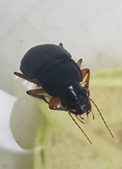 Harpalina