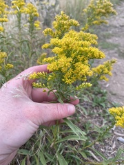 Solidago missouriensis