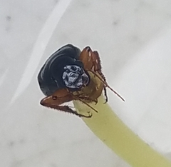 Harpalina