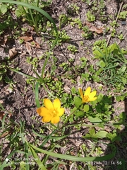 Zephyranthes citrina