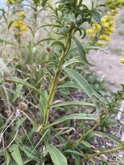Solidago missouriensis