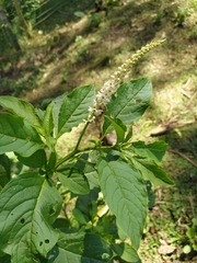 Phytolacca icosandra