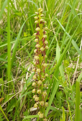 Orchis anthropophora