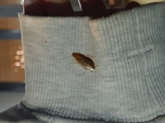 Ectobius vittiventris