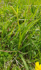 Anacamptis pyramidalis