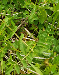 Sanguisorba minor