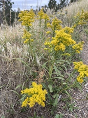 Solidago missouriensis