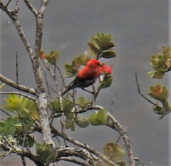 Himatione sanguinea