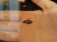 Ectobius vittiventris