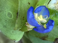 Commelina virginica
