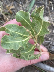 Asclepias viridiflora