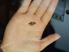 Ectobius vittiventris