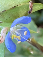 Commelina virginica