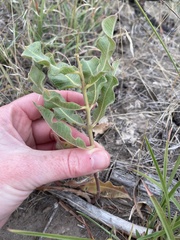 Asclepias viridiflora