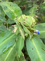 Commelina virginica