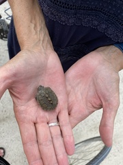 Malaclemys terrapin