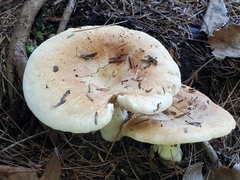 Russulaceae