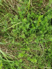Galium