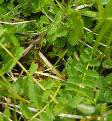 Sanguisorba minor