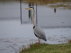 Ardea cinerea cinerea
