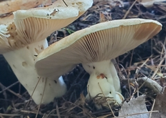 Russulaceae