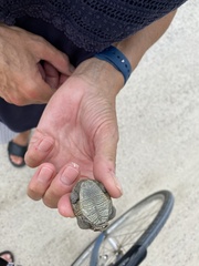 Malaclemys terrapin
